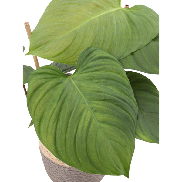 Philodendron Fibrosum, Fuzzy Petiole, Velvet Leaf Aroid, cheapest Rare Tropical Plants, Tropical Plants, Rare Houseplants