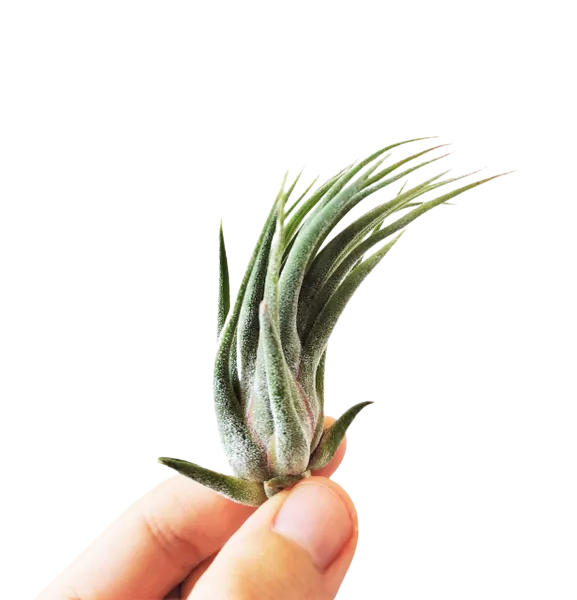 Tillandsia Ionantha x Seleriana Care & Maturity - Summerland Tillandsia Ionantha x Seleriana Care & Maturity - Summerland