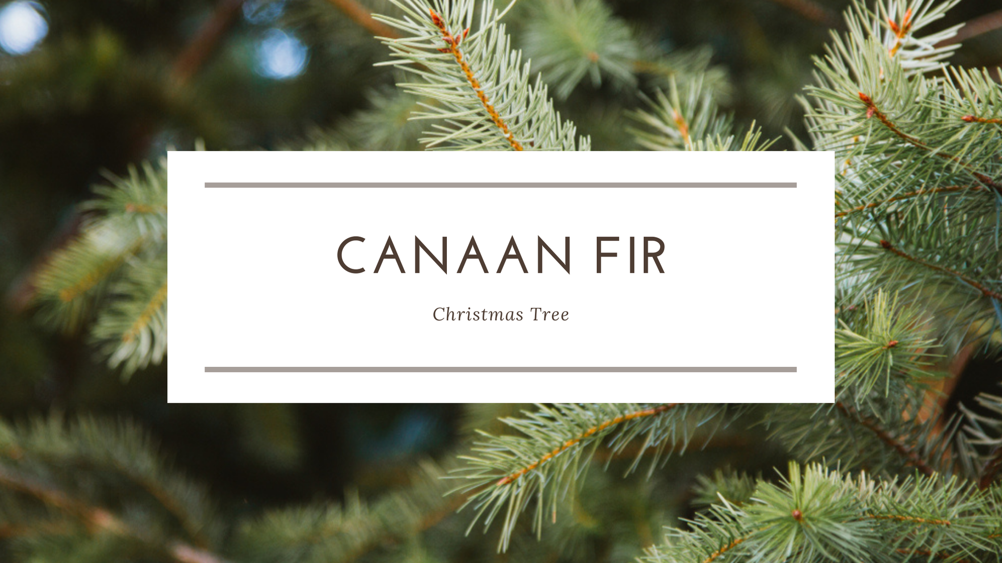 Canaan Fir Christmas Tree