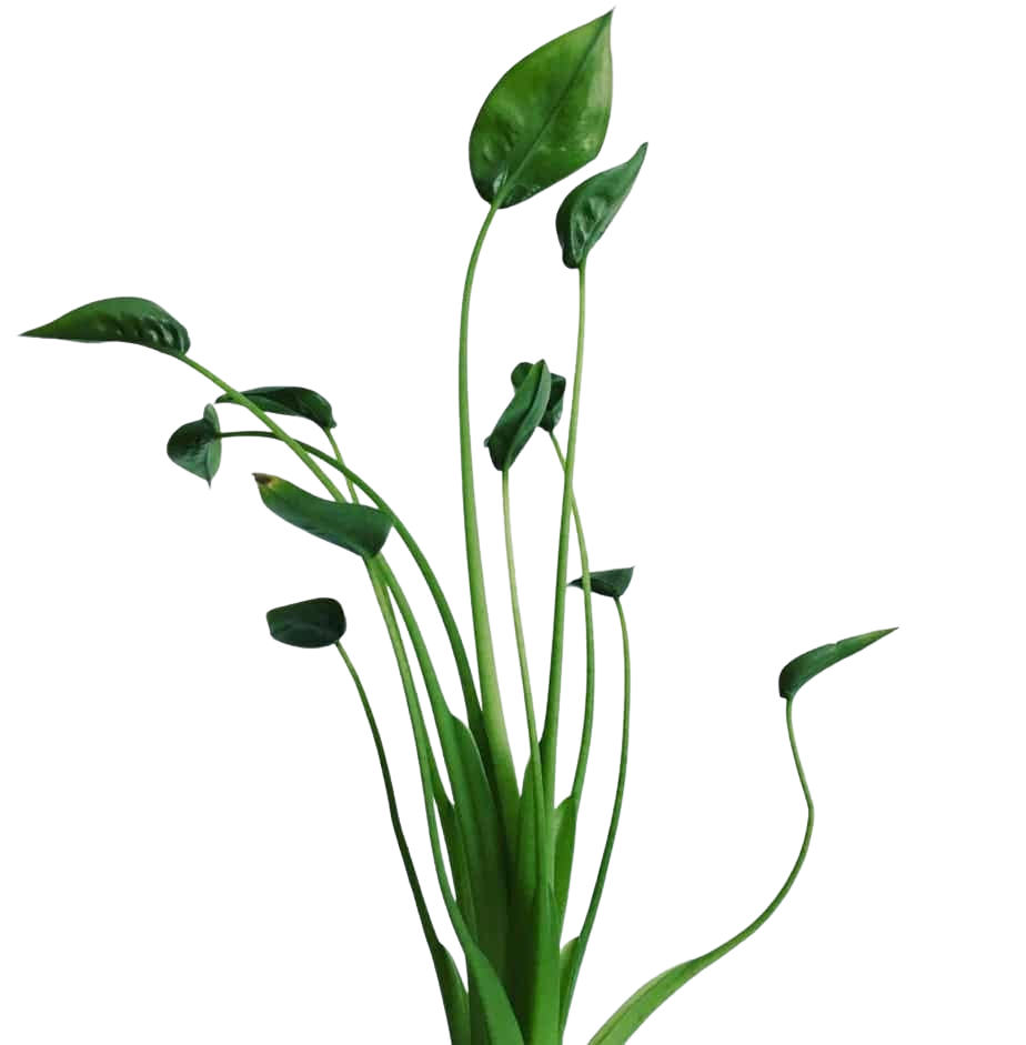 Alocasia Tiny Dancer Plant Care & Maturity