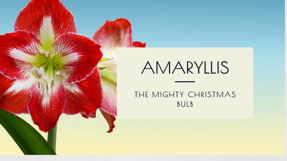 The Mighty Amaryllis