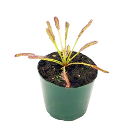 Drosera Plant Care