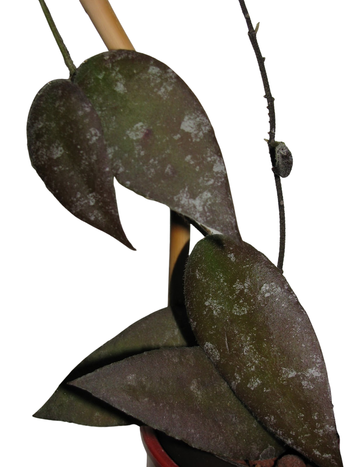 Hoya Caudata Sumatra Care