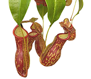 Nepenthes Care