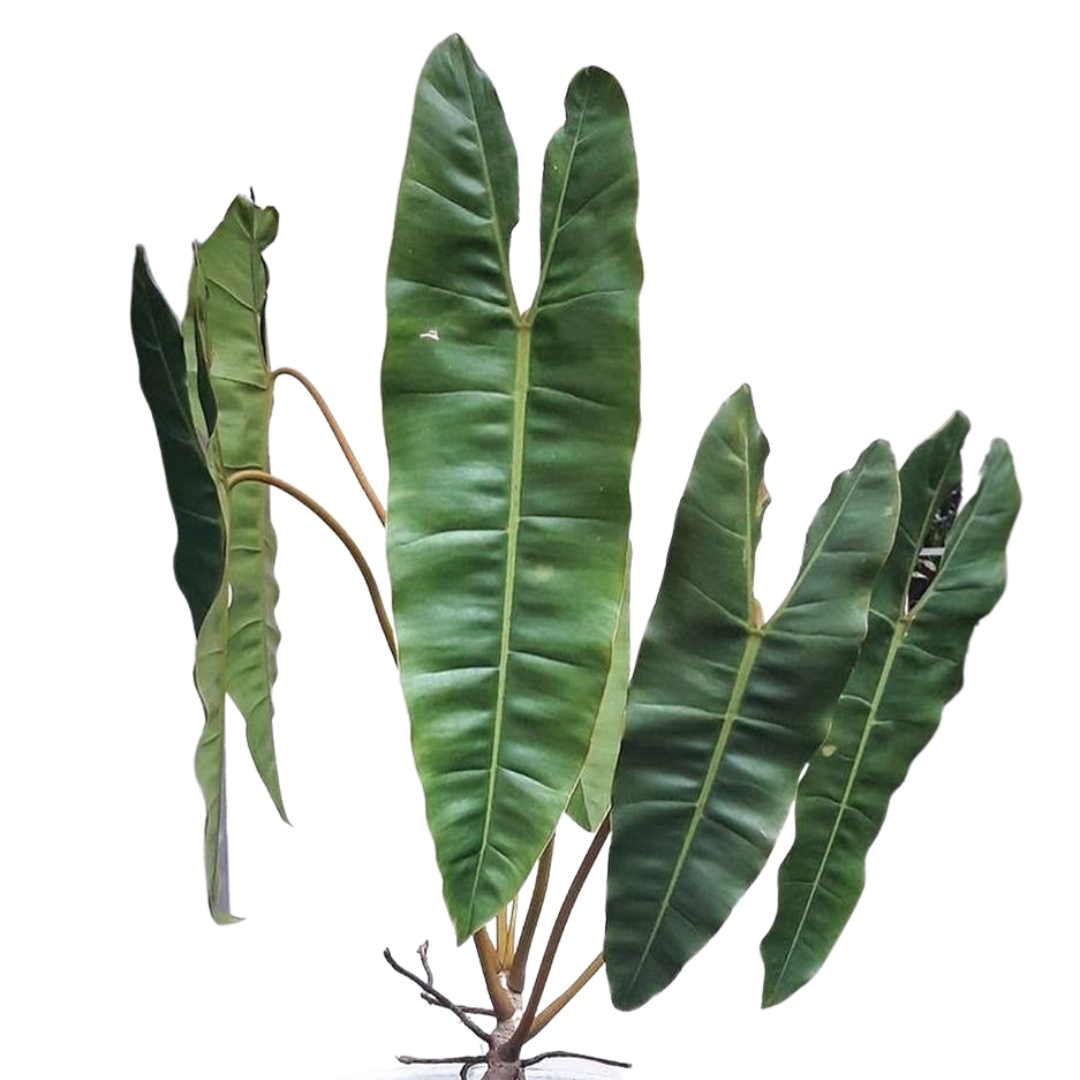 Philodendron Atabapoense Care