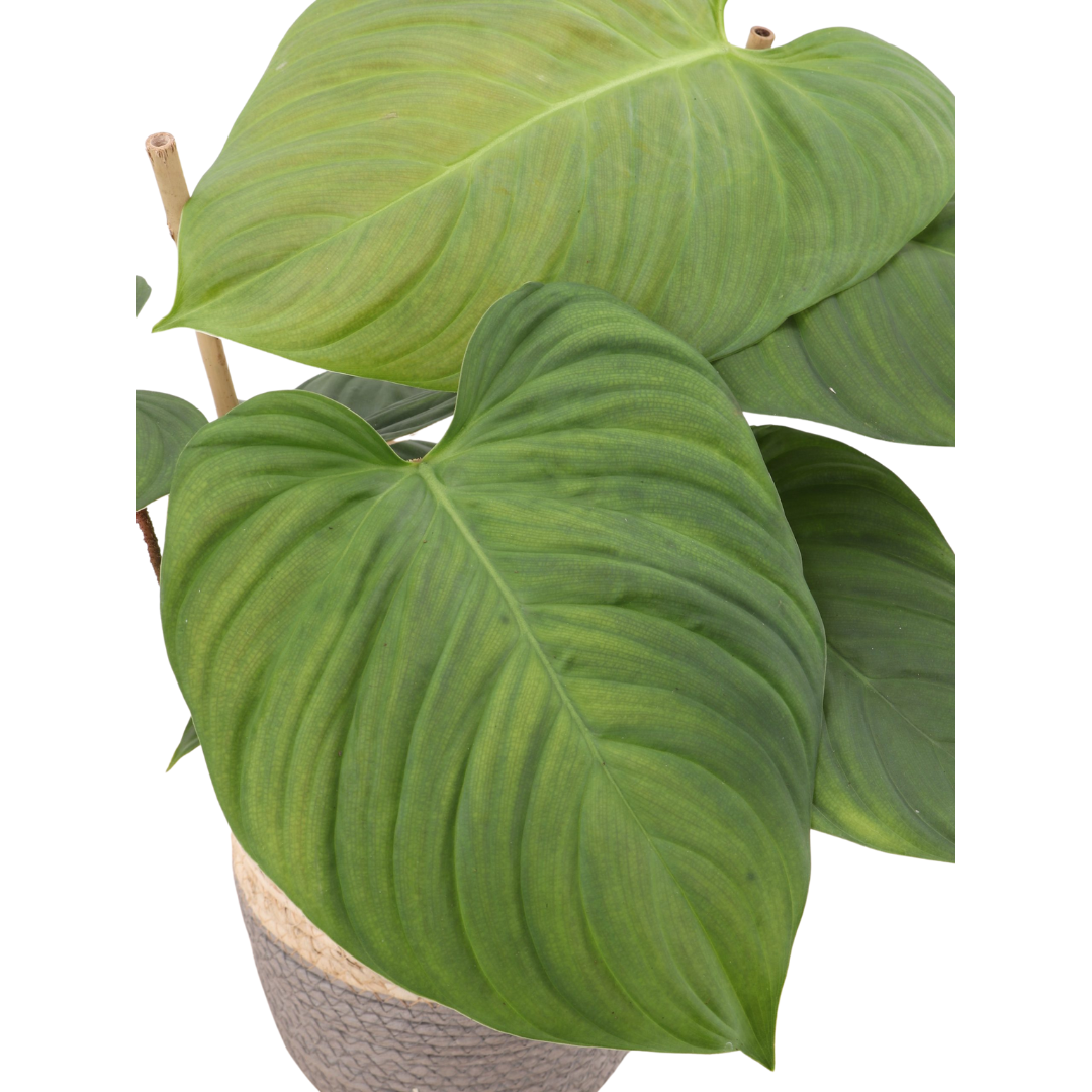 Philodendron Fuzzy Petiole Care