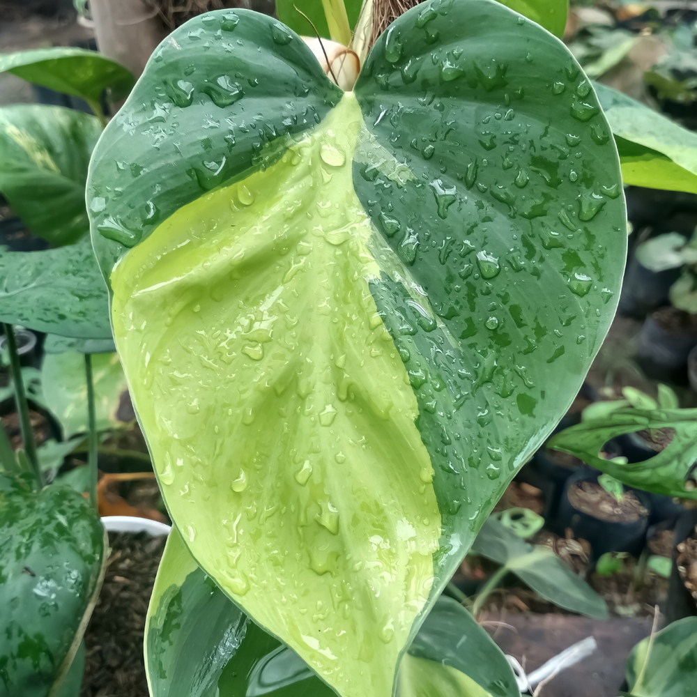 Climbing/Trailing Philodendron Varieties & Care