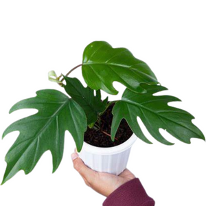 Philodendron Mayoi Care