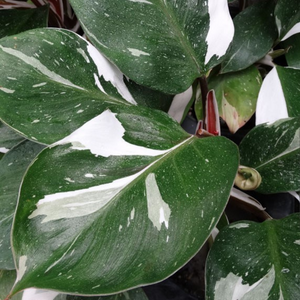 Philodendron White Knight Care