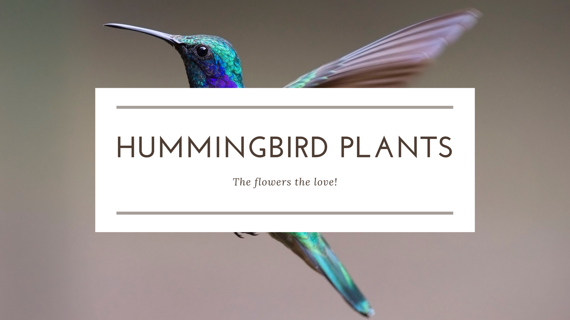 Hummingbird Plants!
