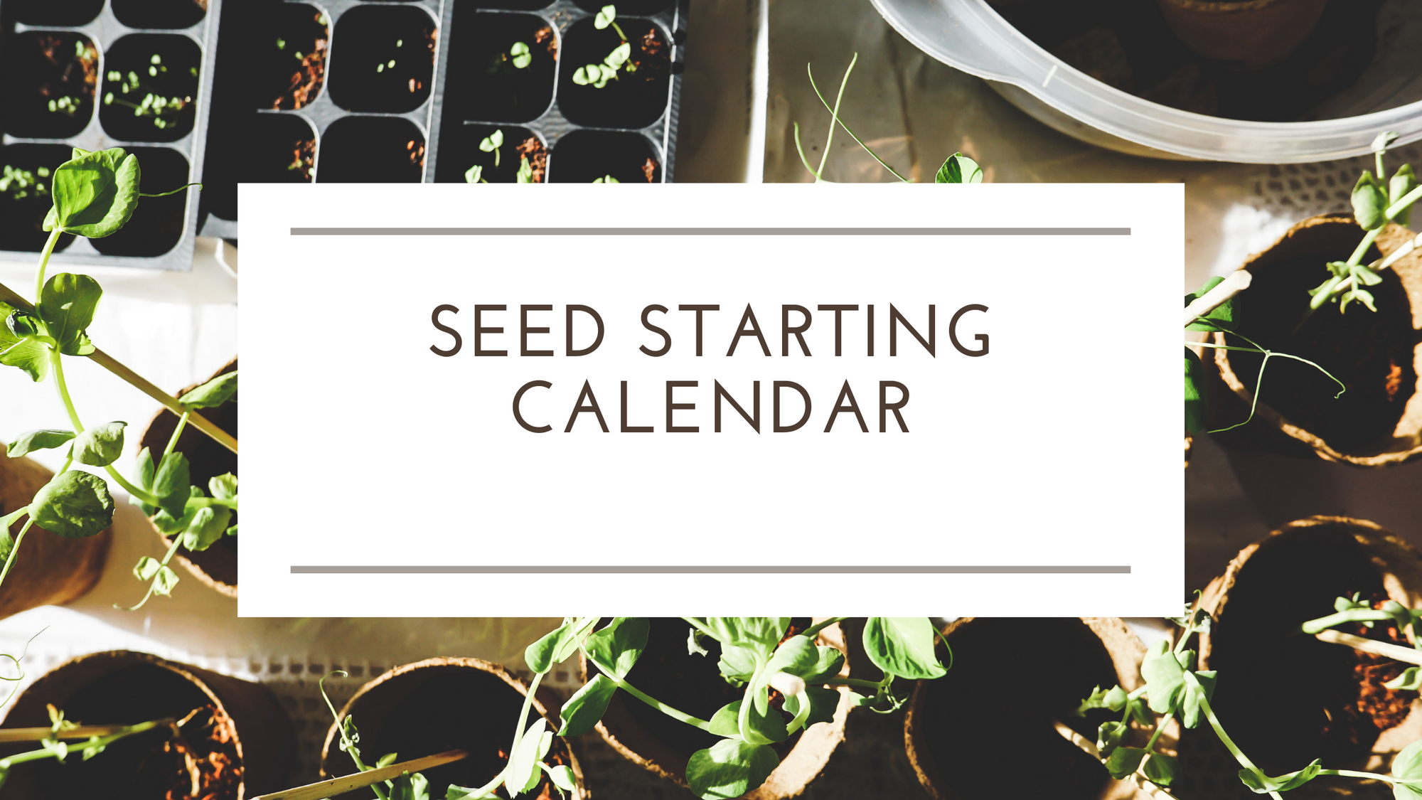 Colorado Springs Seed Starting Calendar (Through May!)