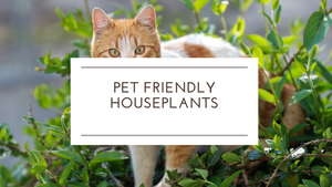 Pet Friendly Houseplants