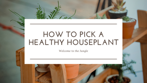 How to Pick a Healthy Houseplant