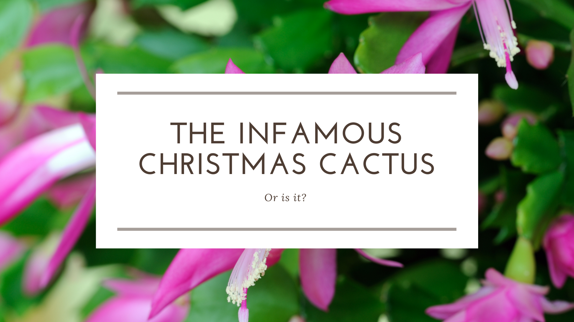The Infamous Christmas Cactus