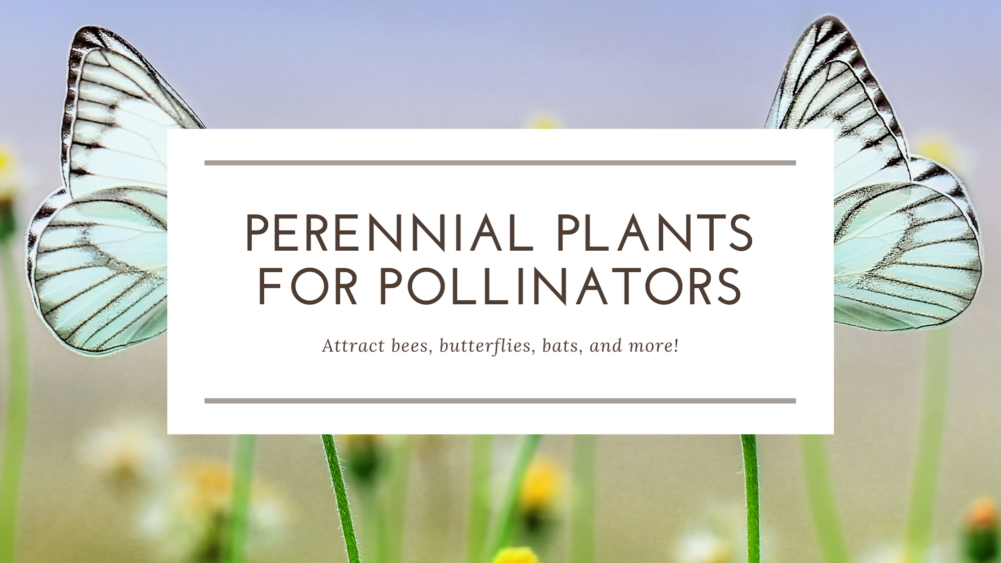 Perennial Plants for Pollinators