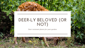 Deer-ly beloved (or not)