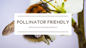 Pollinator friendly