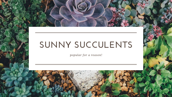 Sunny Succulents