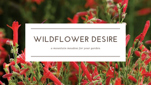 Wildflower Desire