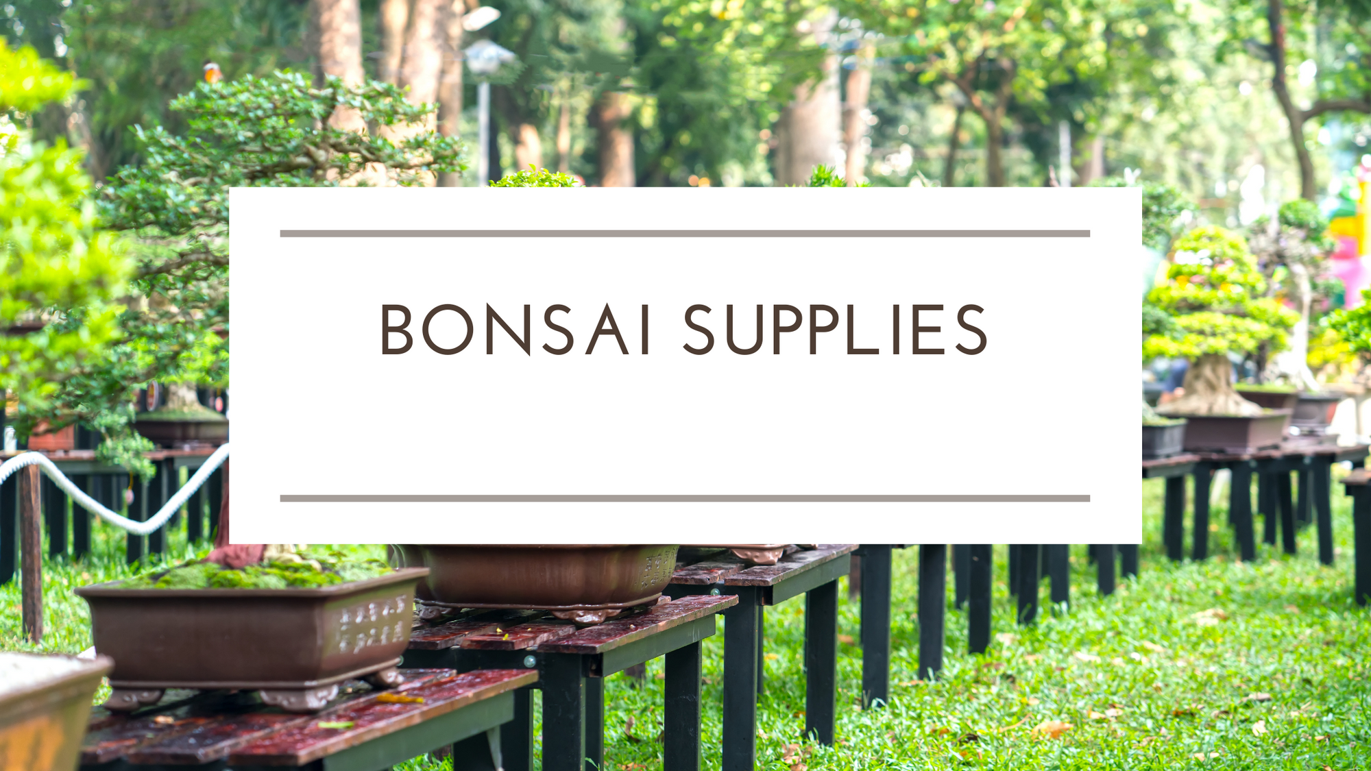 Bonsai Supplies
