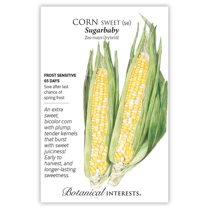 Corn, Sugarbaby
