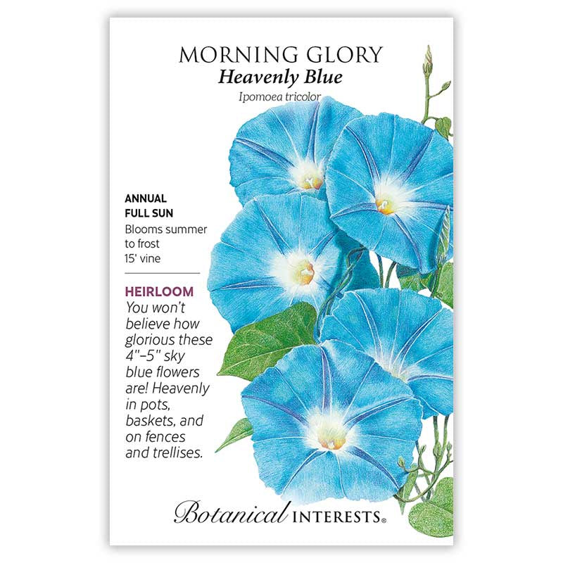 Morning Glory Heavenly Blue