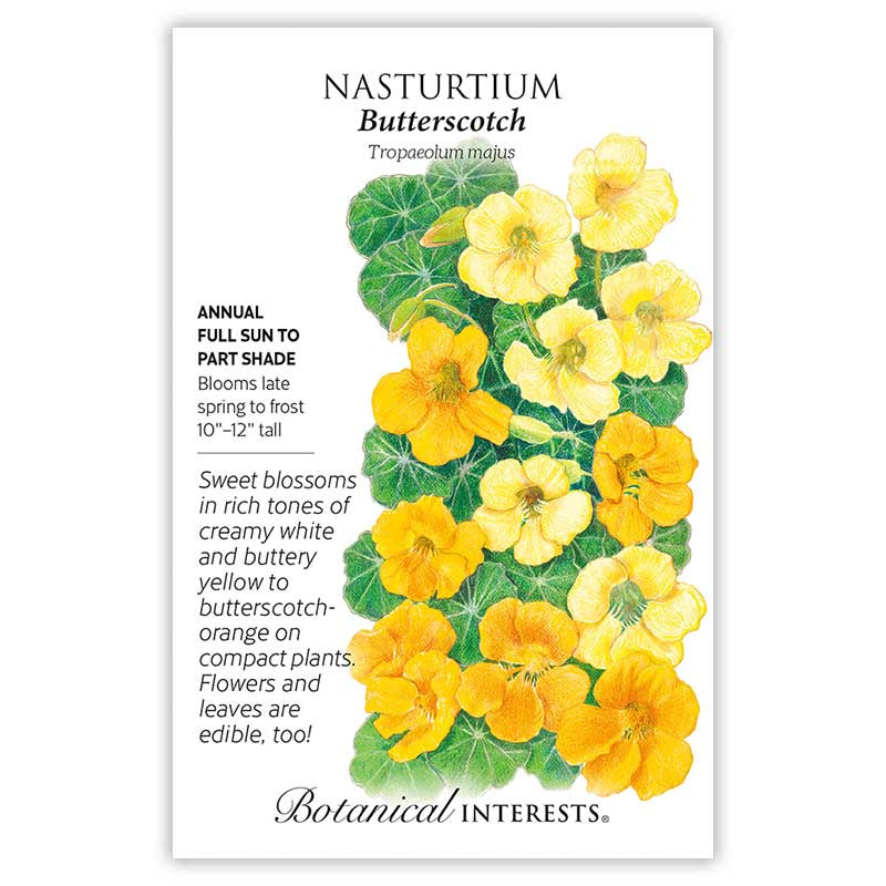 Nasturtium Butterscotch