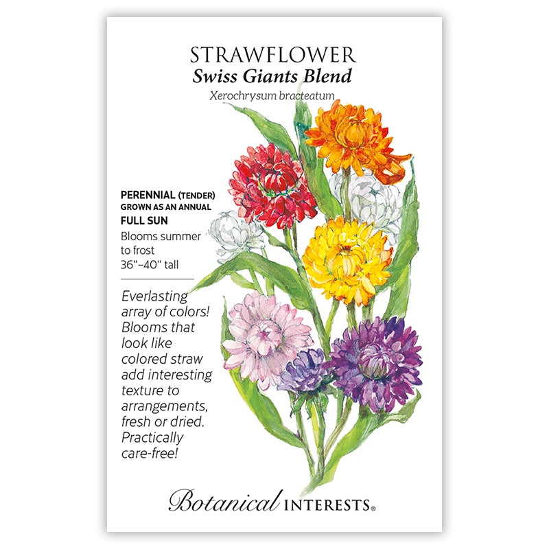Strawflower Swiss Giants Blend