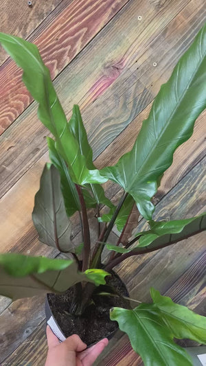 Alocasia Lauterbachiana