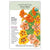 Nasturtium Fiesta Blend