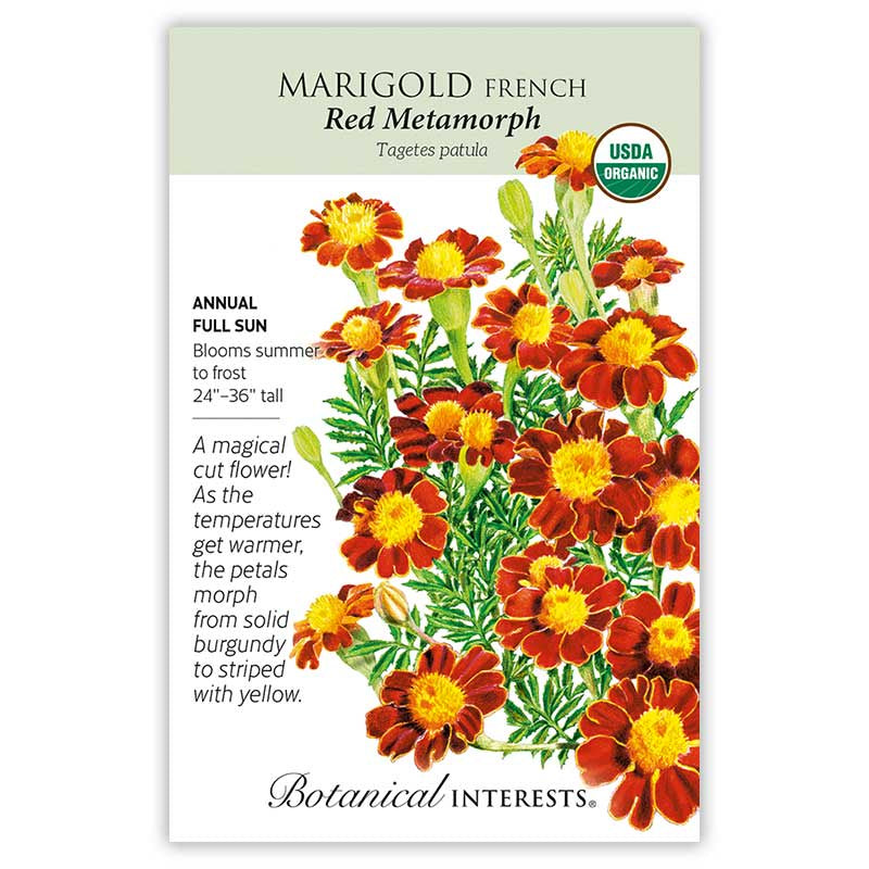 Marigold French Red Metamrph Org