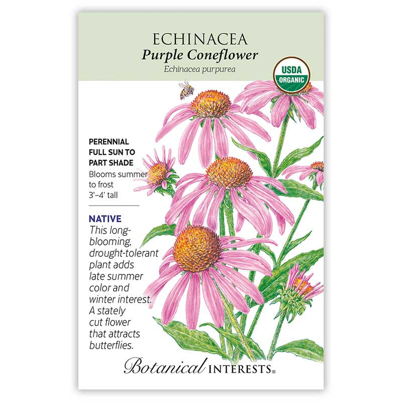 Echinacea Purple Coneflower