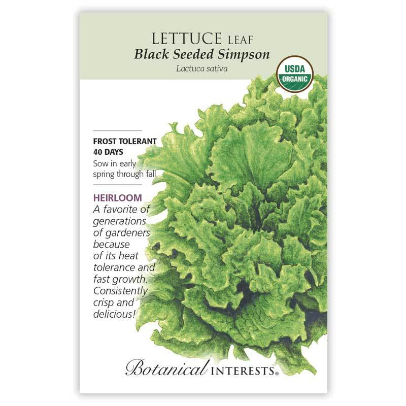 Lettuce Leaf Black Seeded Simpson, Organic