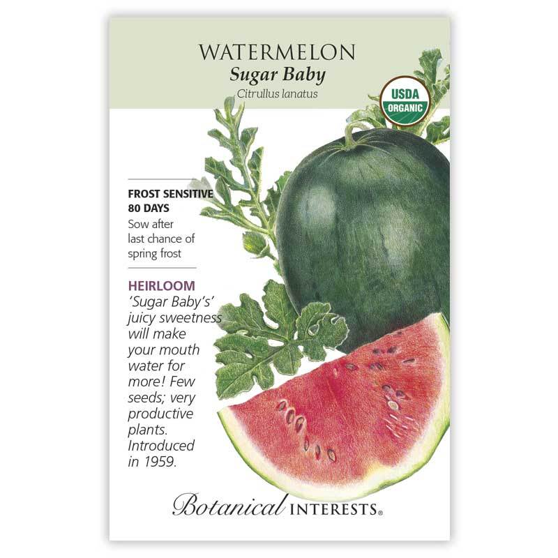 Watermelon Sugar Baby