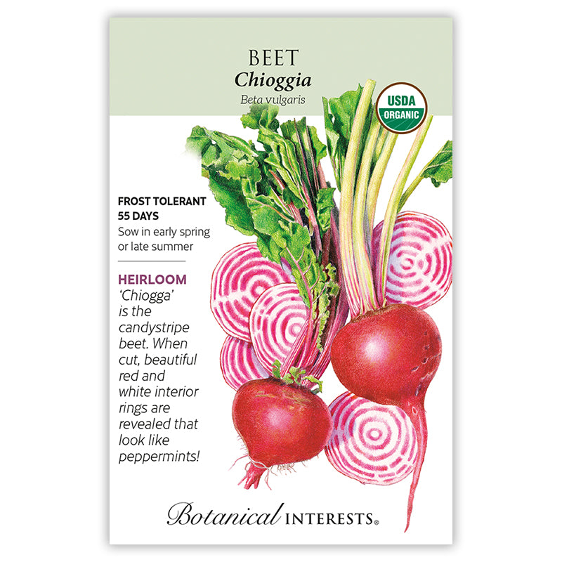 Beet Chioggia, Organic