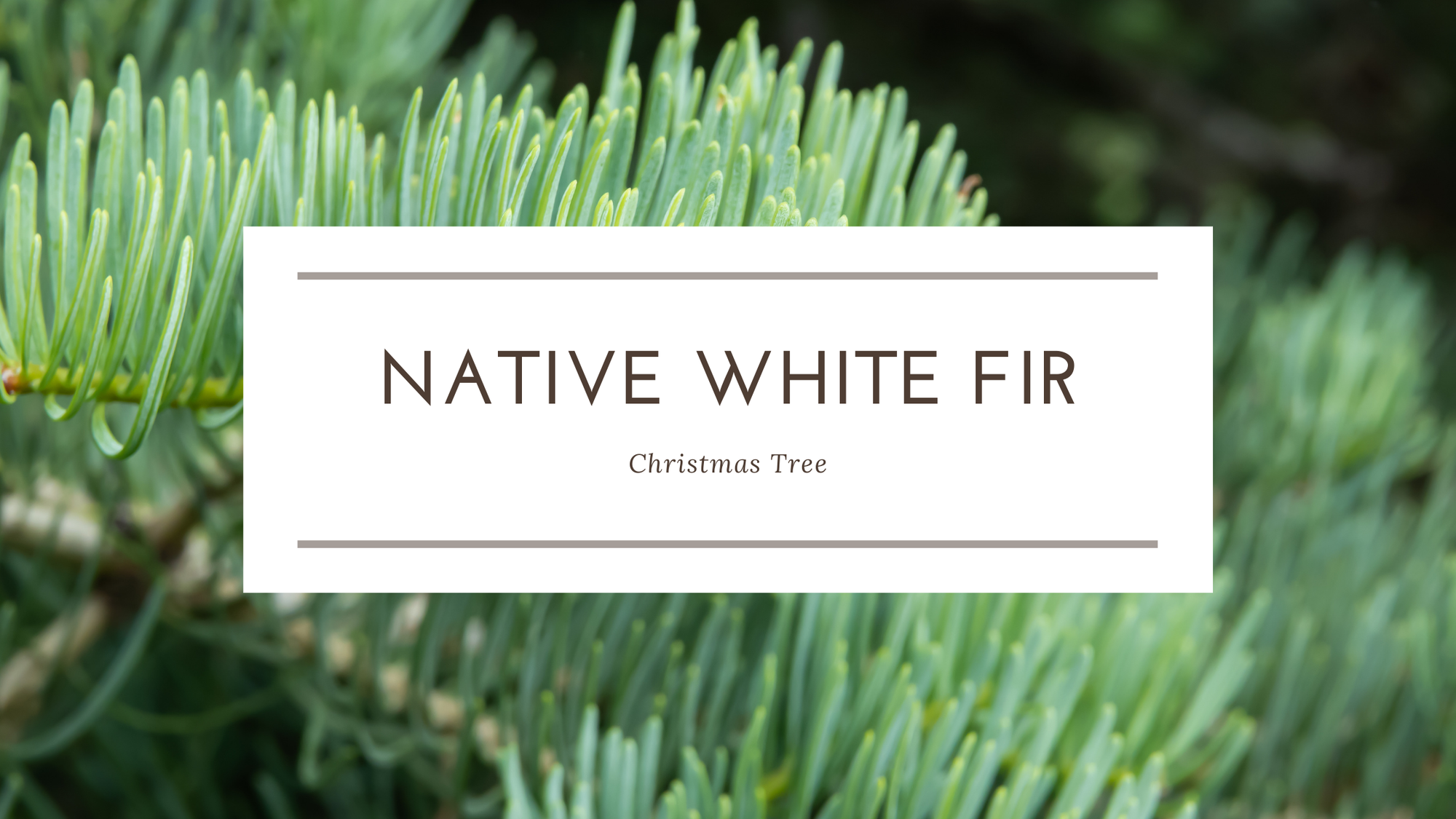 Native White Fir