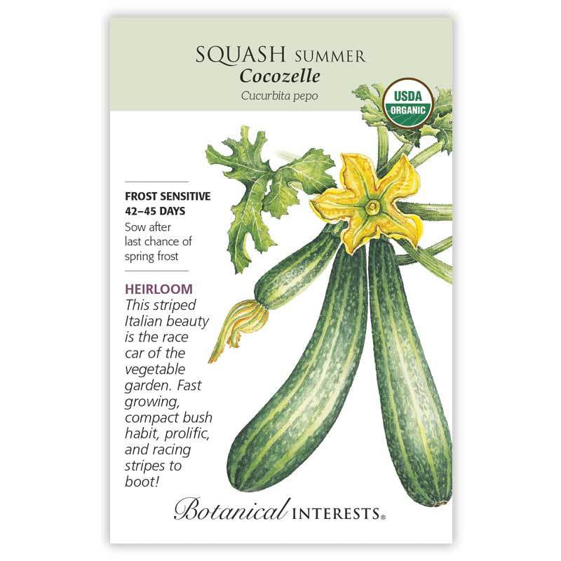 Squash Summer Cocozelle, Organic