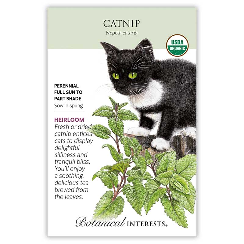 Catnip, Organic