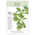 Parsley Flat Leaf, Organic