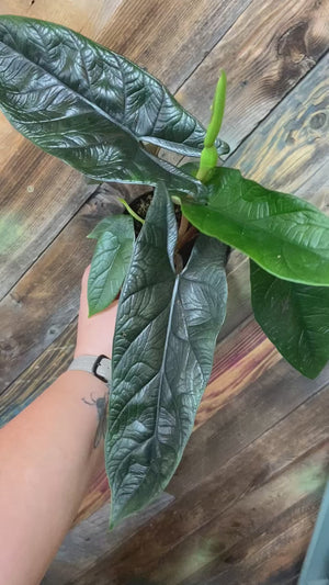 Alocasia Scalprum