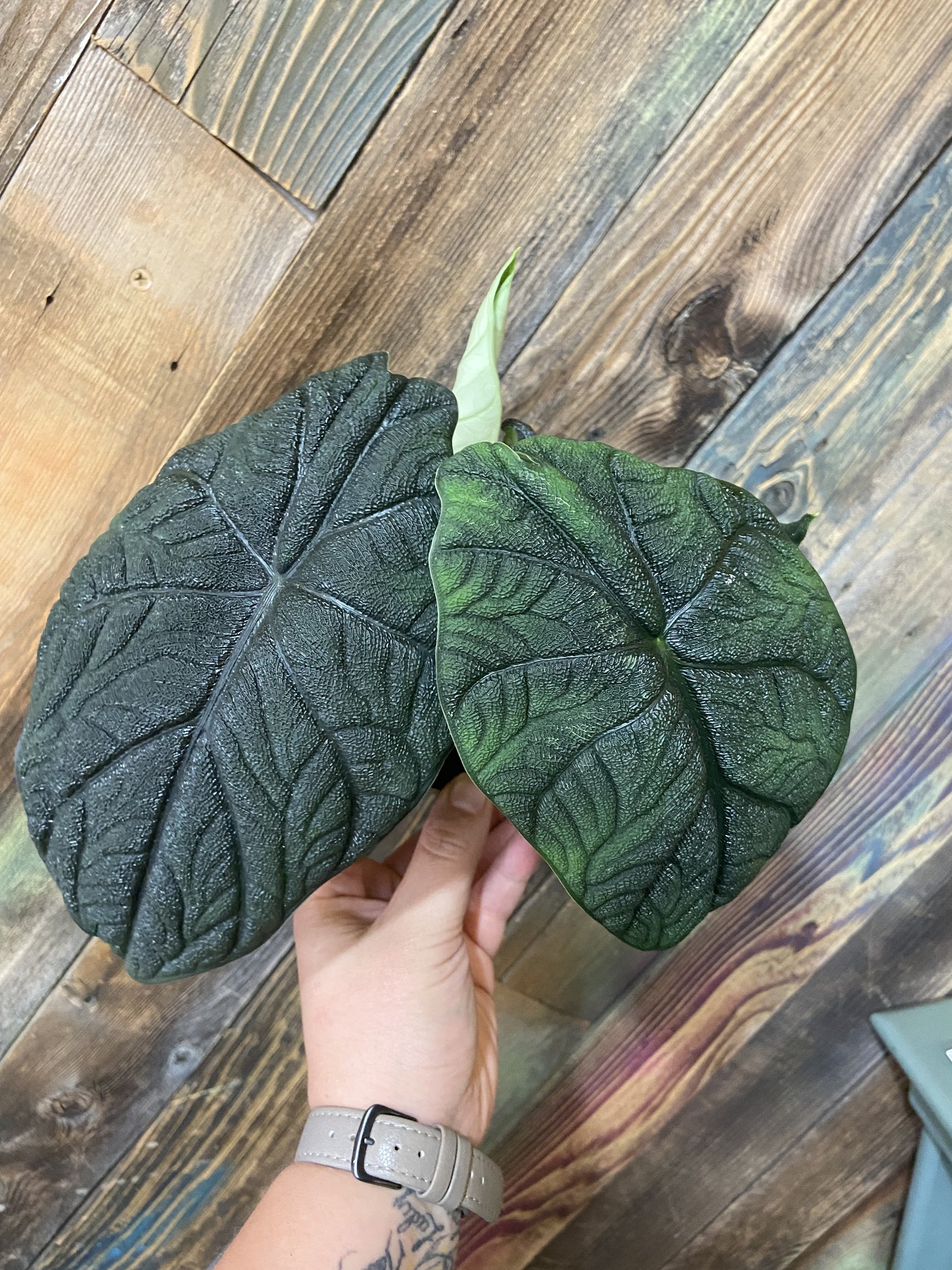 Alocasia Melo