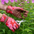 Oak Leaf Gardening Gloves- Poppy