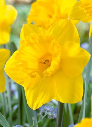 Daffodil, Rijnveld's Early Sensation