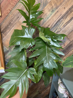 Philodendron Mayoi