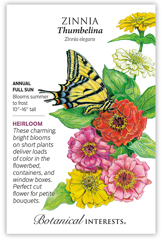 Zinnia Thumbelina